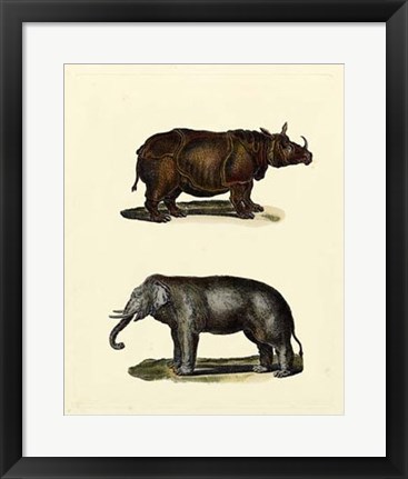 Framed Animal Studies IV Print