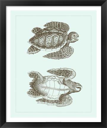 Framed Loggerhead Turtles I Print