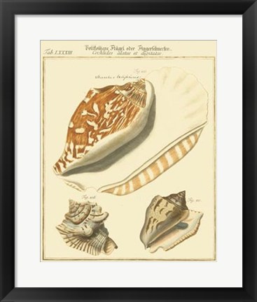 Framed Antique Martini Shells III Print