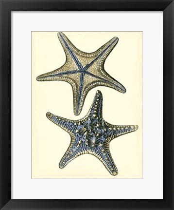 Framed Antique Blue Starfish II Print