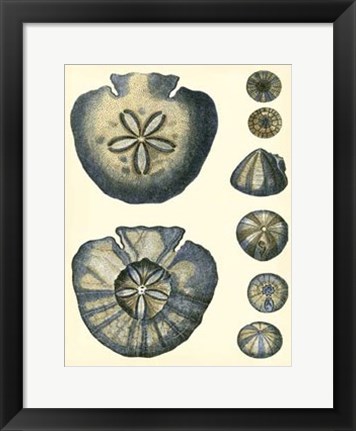 Framed Antique Blue Sanddollar Print