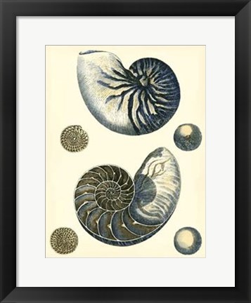 Framed Antique Blue Nautilus Print