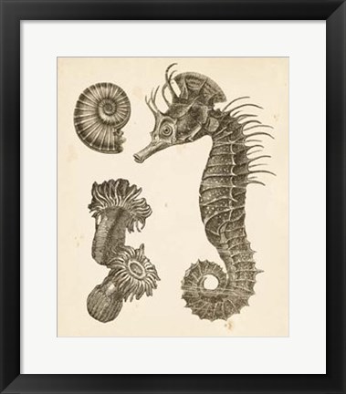 Framed Seahorse Study II Print