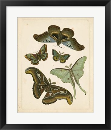 Framed Antique Entomology II Print