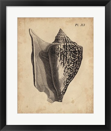 Framed Vintage Diderot Shell III Print