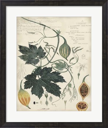 Framed Botanical by Descube I Print