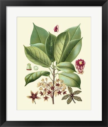 Framed Botanical Glory I Print