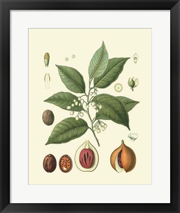 Framed Botanical Glory III Print