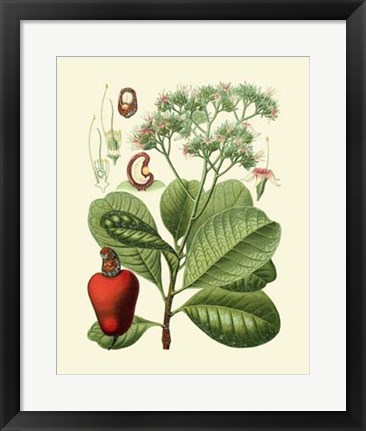 Framed Botanical Glory V Print