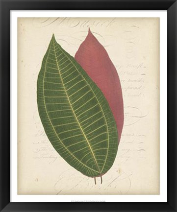 Framed Textured Leaf Study I Print