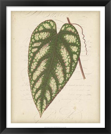 Framed Textured Leaf Study II Print