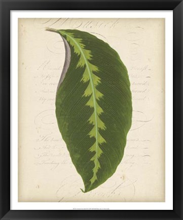 Framed Textured Leaf Study III Print