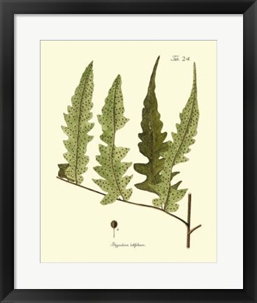 Framed Antique Fern VII Print