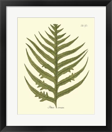 Framed Antique Fern VIII Print