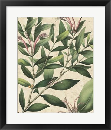 Framed Botanic Beauty II Print