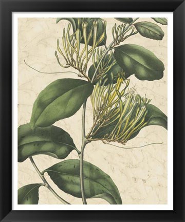 Framed Botanic Beauty IV Print