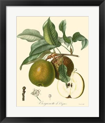 Framed Pears Print