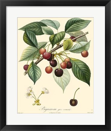 Framed Cherries Print