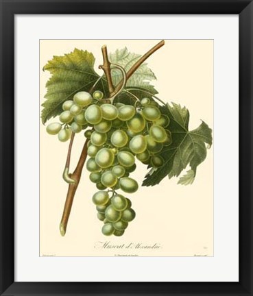 Framed Grapes I Print