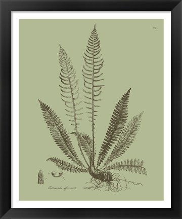 Framed Fresh Ferns I Print