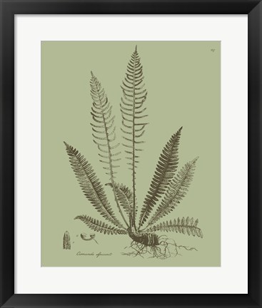 Framed Fresh Ferns I Print