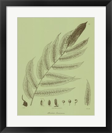 Framed Fresh Ferns III Print