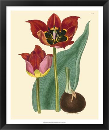 Framed Elegant Tulips II Print