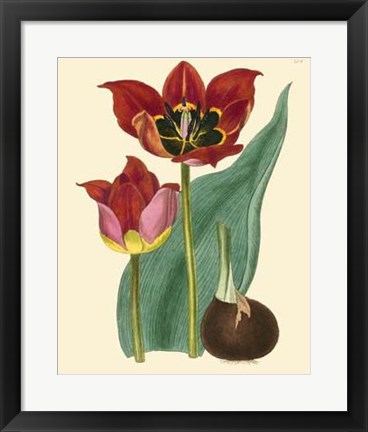 Framed Elegant Tulips II Print