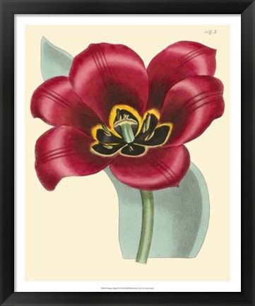 Framed Elegant Tulips IV Print