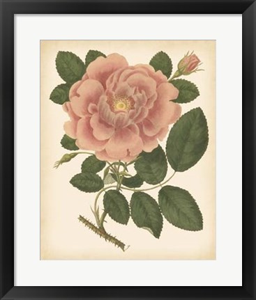 Framed Antique Rose I Print