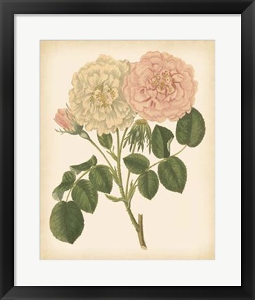 Framed Antique Rose III Print