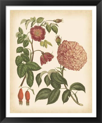 Framed Antique Rose IV Print