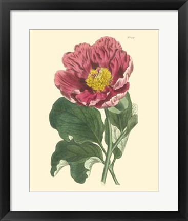 Framed Blushing Peony I Print