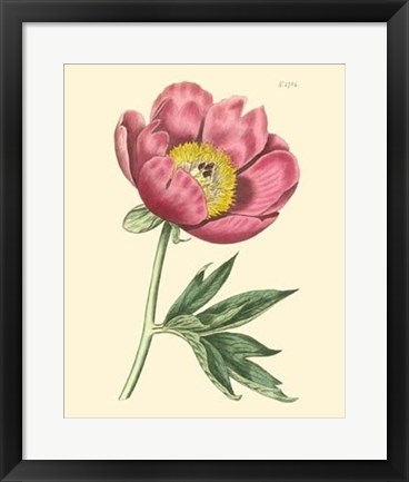 Framed Blushing Peony III Print