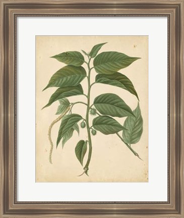 Framed Nature&#39;s Greenery II Print