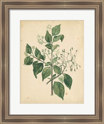 Framed Nature&#39;s Greenery VIII Print