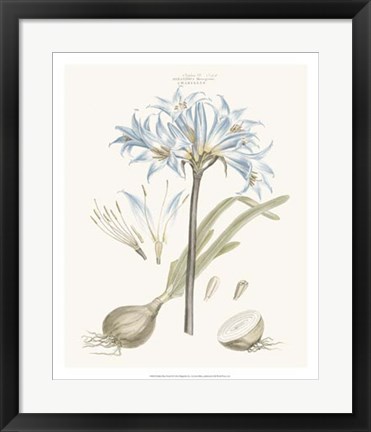 Framed Bashful Blue Florals II Print