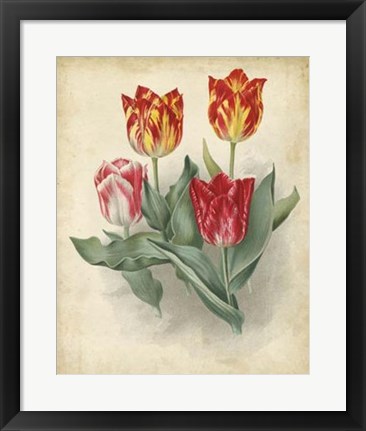 Framed Tulip Florilegium Print