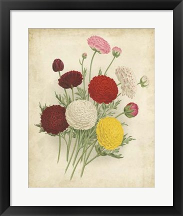 Framed Ranunculus Florilegium II Print