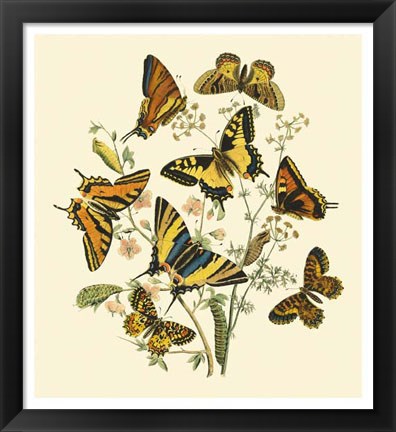 Framed Butterfly Gathering I Print