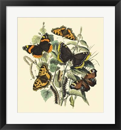 Framed Butterfly Gathering II Print