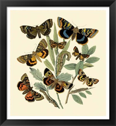 Framed Butterfly Gathering III Print