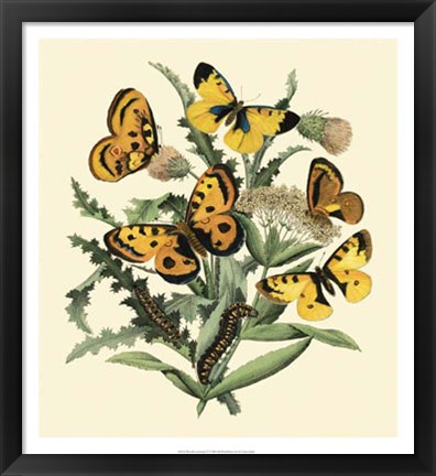 Framed Butterfly Gathering IV Print