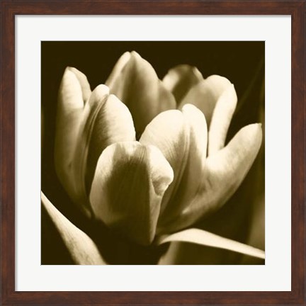 Framed Sepia Tulip I Print