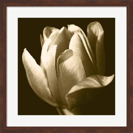 Framed Sepia Tulip II Print