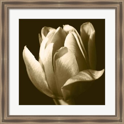 Framed Sepia Tulip II Print