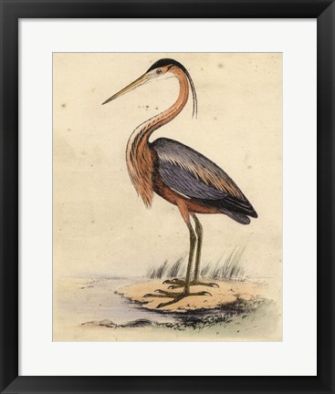 Framed Antique Heron II Print