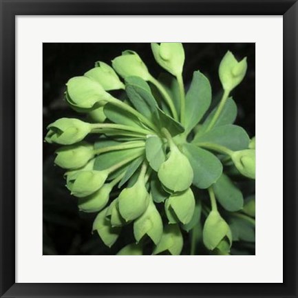 Framed Succulence I Print