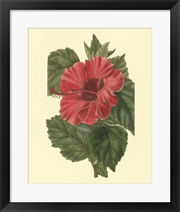 Framed Chinese Rose Mallow Print