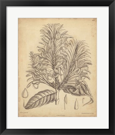 Framed Vintage Curtis Botanical V Print